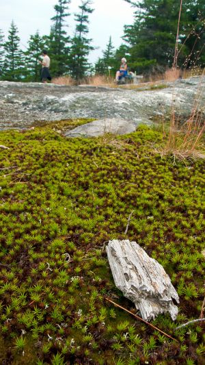 17  CC614-Heather-and-Vivaldo-on-Bog-Mountain.jpg